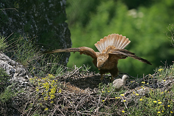 Adlerbussard (Buteo rufinus)