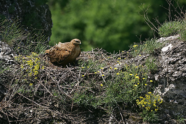 Adlerbussard (Buteo rufinus)