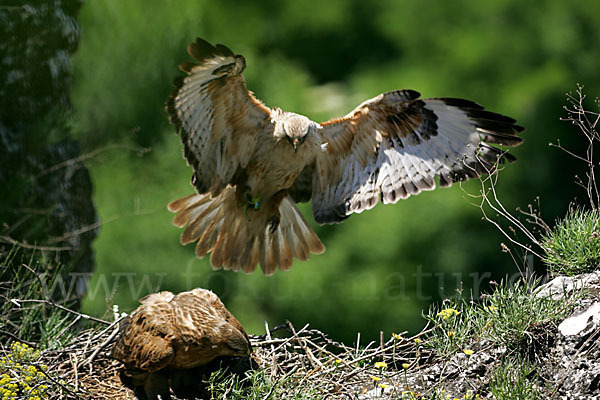 Adlerbussard (Buteo rufinus)