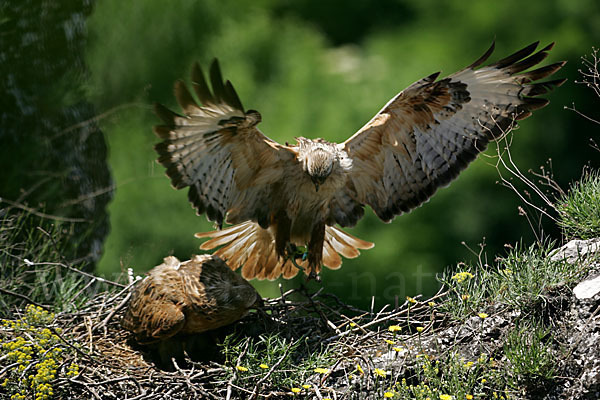 Adlerbussard (Buteo rufinus)