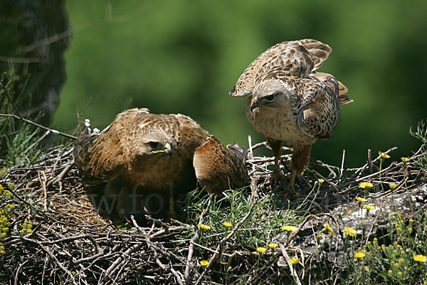 Adlerbussard (Buteo rufinus)