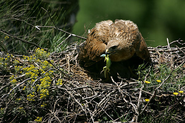 Adlerbussard (Buteo rufinus)