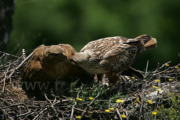 Adlerbussard (Buteo rufinus)