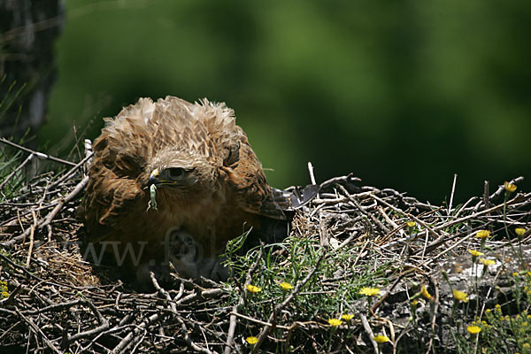 Adlerbussard (Buteo rufinus)