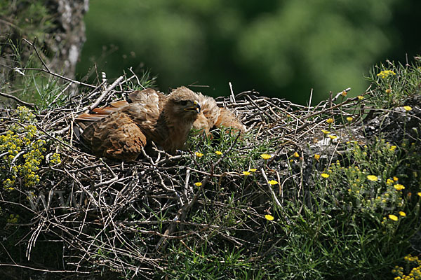 Adlerbussard (Buteo rufinus)