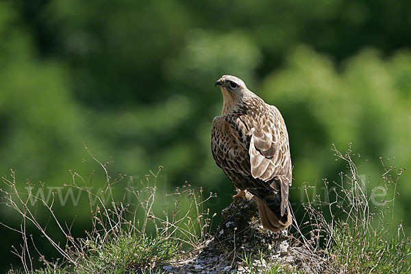 Adlerbussard (Buteo rufinus)