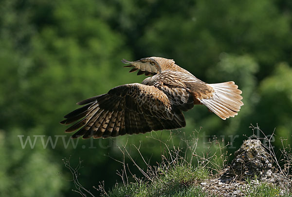 Adlerbussard (Buteo rufinus)