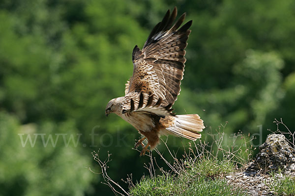 Adlerbussard (Buteo rufinus)