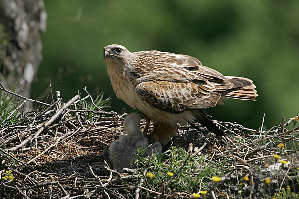 Adlerbussard (Buteo rufinus)