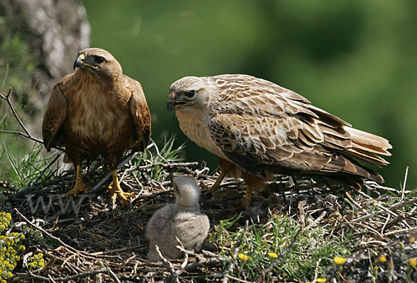 Adlerbussard (Buteo rufinus)