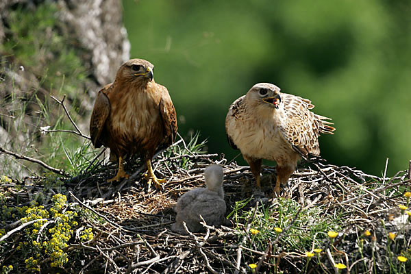 Adlerbussard (Buteo rufinus)