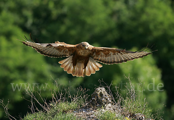 Adlerbussard (Buteo rufinus)