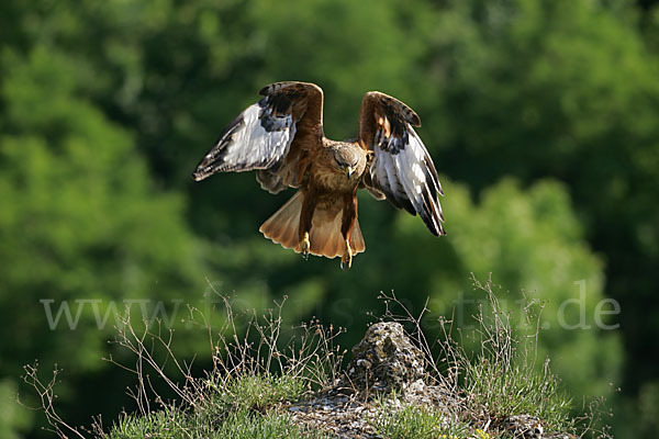 Adlerbussard (Buteo rufinus)