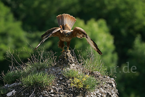 Adlerbussard (Buteo rufinus)