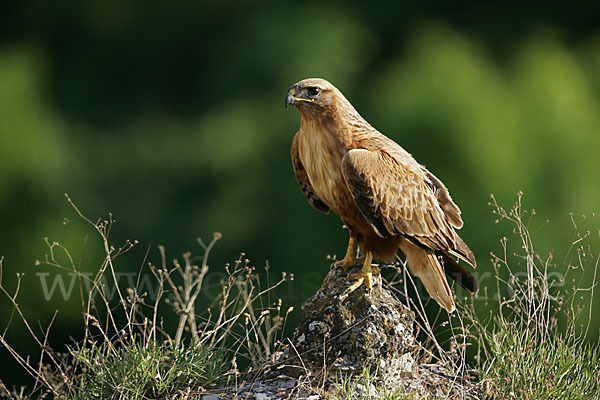 Adlerbussard (Buteo rufinus)