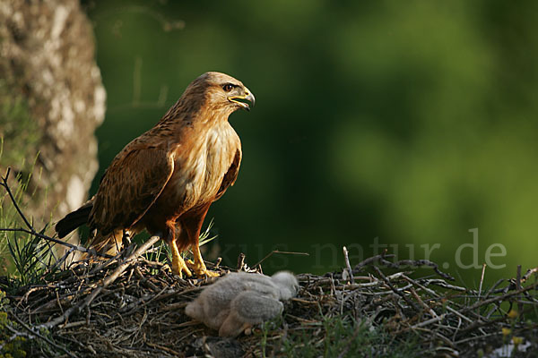 Adlerbussard (Buteo rufinus)