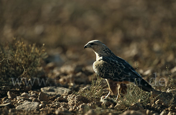 Adlerbussard (Buteo rufinus)