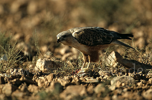 Adlerbussard (Buteo rufinus)