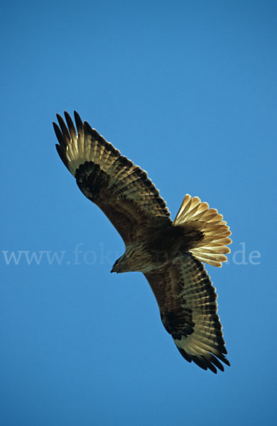 Adlerbussard (Buteo rufinus)