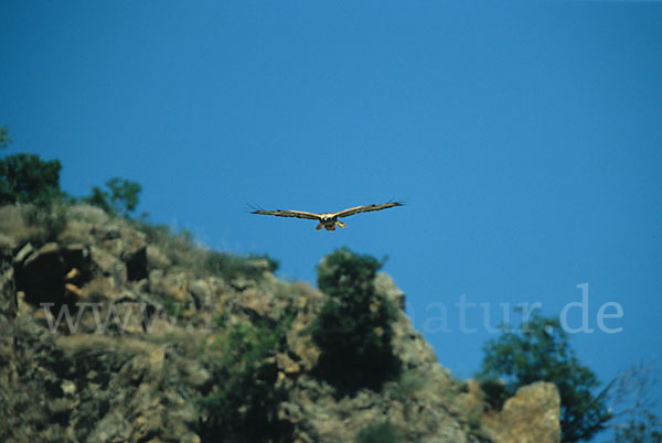 Adlerbussard (Buteo rufinus)