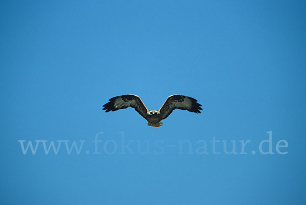 Adlerbussard (Buteo rufinus)