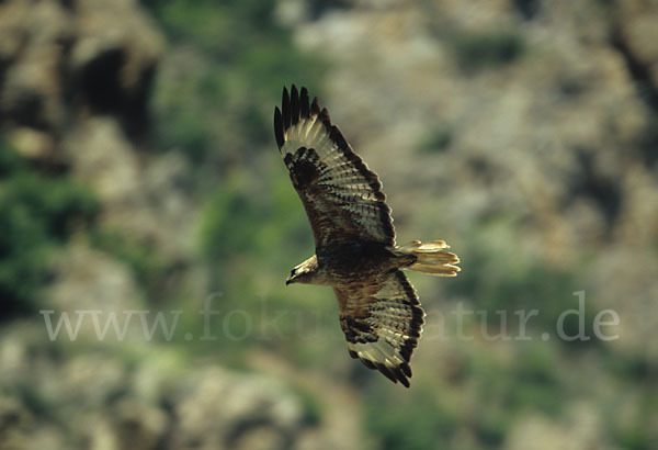 Adlerbussard (Buteo rufinus)