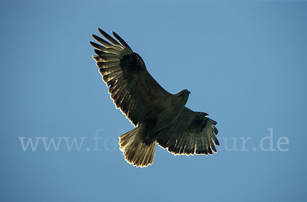 Adlerbussard (Buteo rufinus)