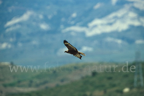 Adlerbussard (Buteo rufinus)