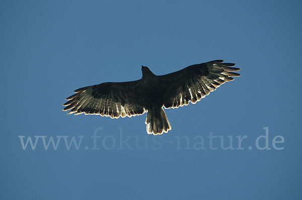 Adlerbussard (Buteo rufinus)