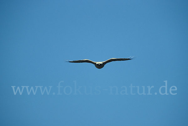 Adlerbussard (Buteo rufinus)