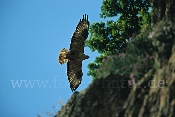 Adlerbussard (Buteo rufinus)