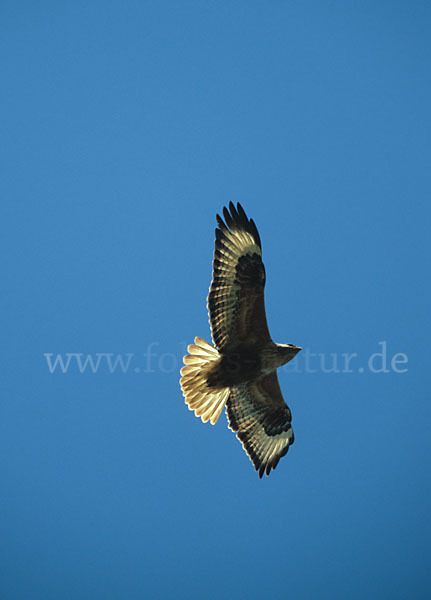 Adlerbussard (Buteo rufinus)