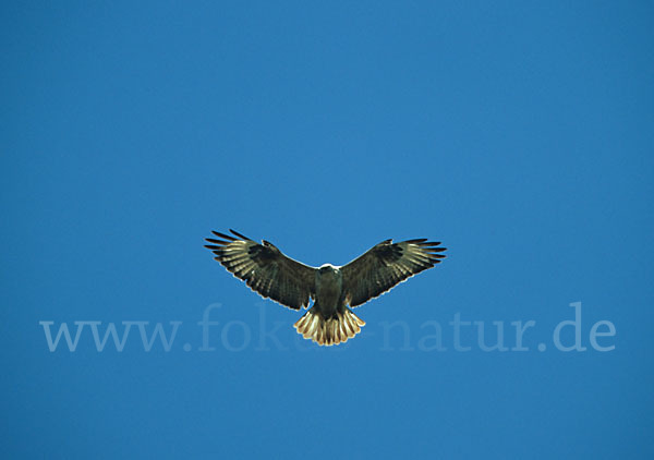 Adlerbussard (Buteo rufinus)