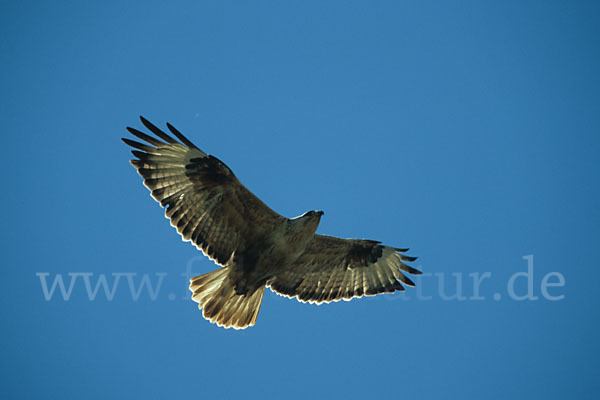 Adlerbussard (Buteo rufinus)