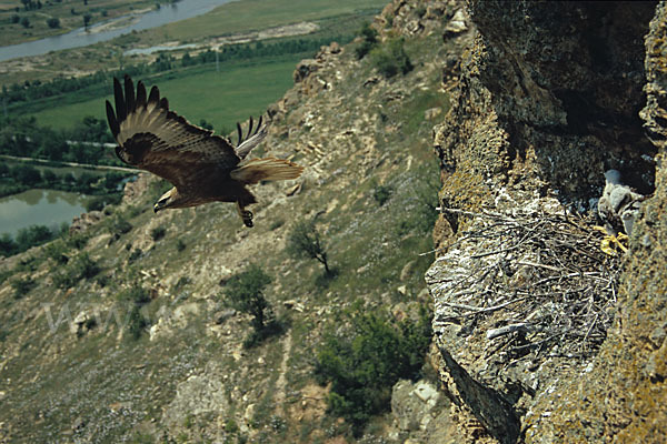 Adlerbussard (Buteo rufinus)