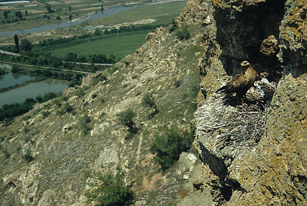 Adlerbussard (Buteo rufinus)