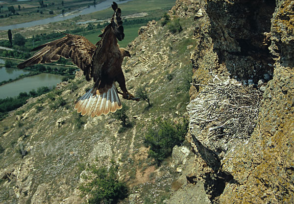 Adlerbussard (Buteo rufinus)