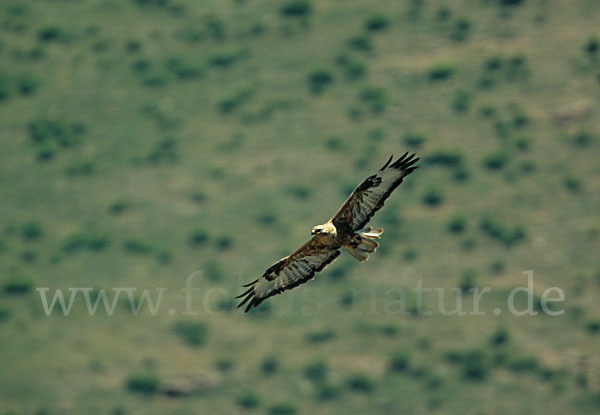 Adlerbussard (Buteo rufinus)