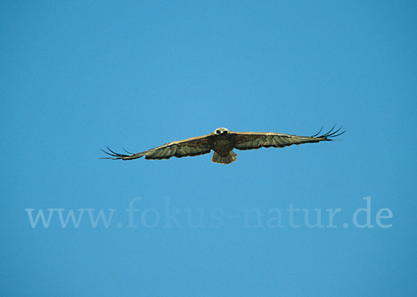 Adlerbussard (Buteo rufinus)