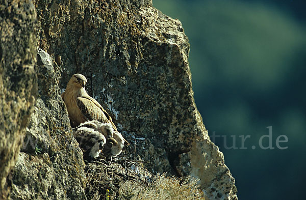 Adlerbussard (Buteo rufinus)