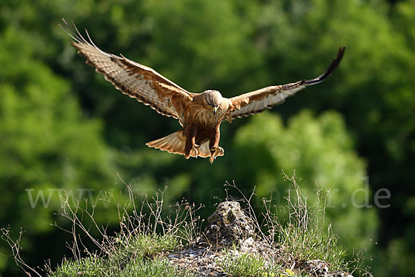 Adlerbussard (Buteo rufinus)