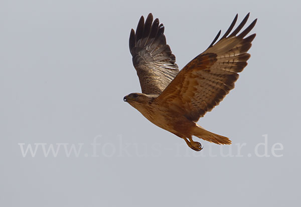 Adlerbussard (Buteo rufinus)