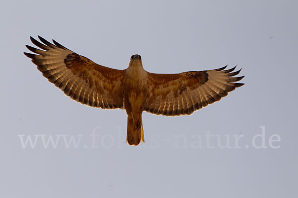 Adlerbussard (Buteo rufinus)