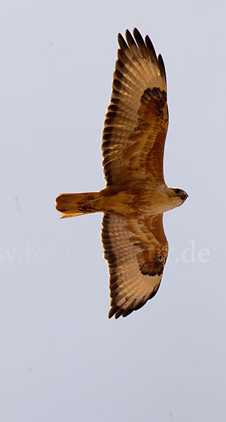 Adlerbussard (Buteo rufinus)