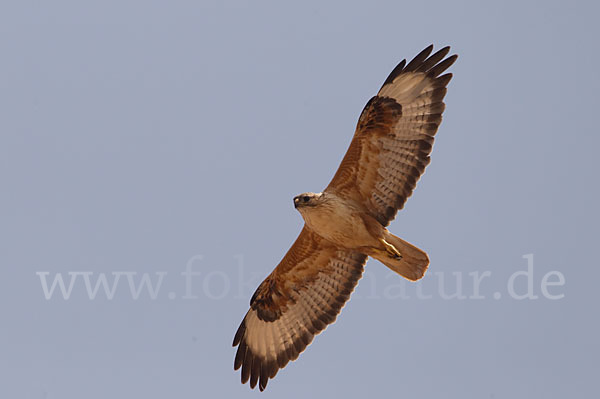 Adlerbussard (Buteo rufinus)