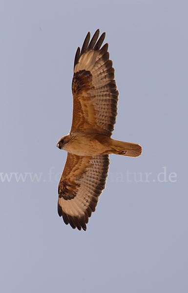 Adlerbussard (Buteo rufinus)