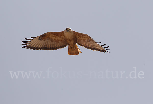 Adlerbussard (Buteo rufinus)