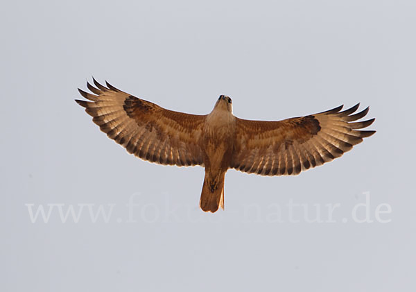 Adlerbussard (Buteo rufinus)