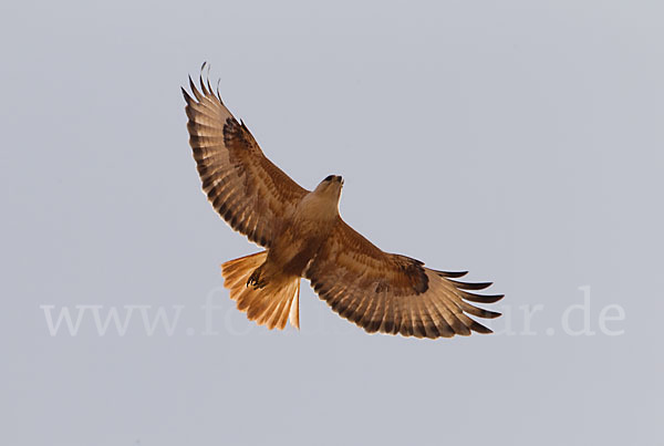 Adlerbussard (Buteo rufinus)