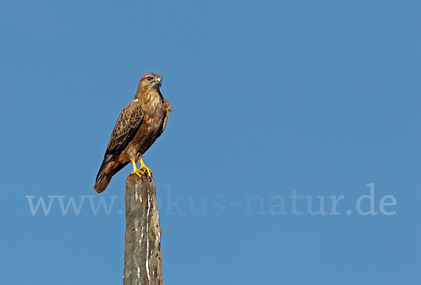 Adlerbussard (Buteo rufinus)